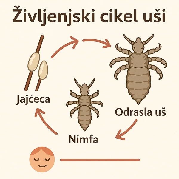 Ilustracija življenjskega cikla naglavne uši, ki prikazuje faze: jajčeca, nimfa in odrasla uš, z označenimi puščicami v krogu.